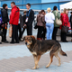 Illustration for article titled The Dogs Of Sochi